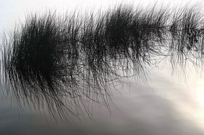 Close-up of silhouette bare tree against sky