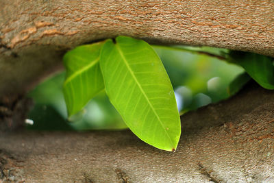 Close-up of green leaves on wood