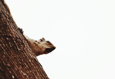 Low angle view of lizard on tree against clear sky