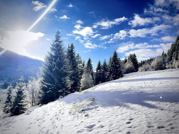 Pine trees on snowcapped mountain against sky