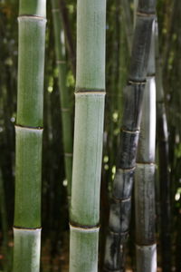 Close-up of bamboo plant