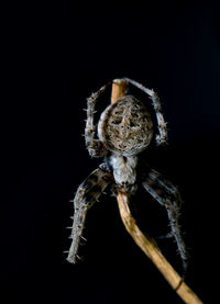 Close-up of spider on branch over black background