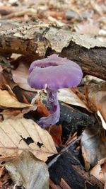 Close-up of mushrooms