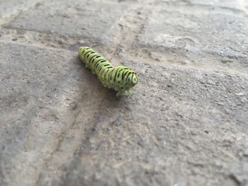 Close-up of caterpillar on leaf