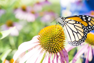 Close-up of butterfly pollinating on purple flower