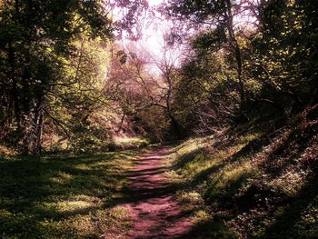 Trees in forest during autumn