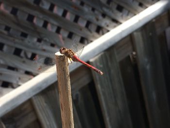 Dragonfly on wood