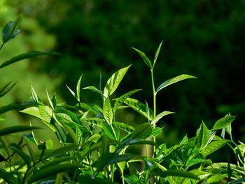 green