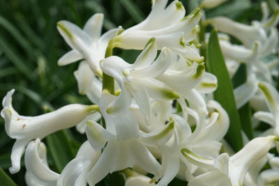 Close-up of white flowering plants