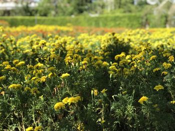 Fresh yellow flowers in field