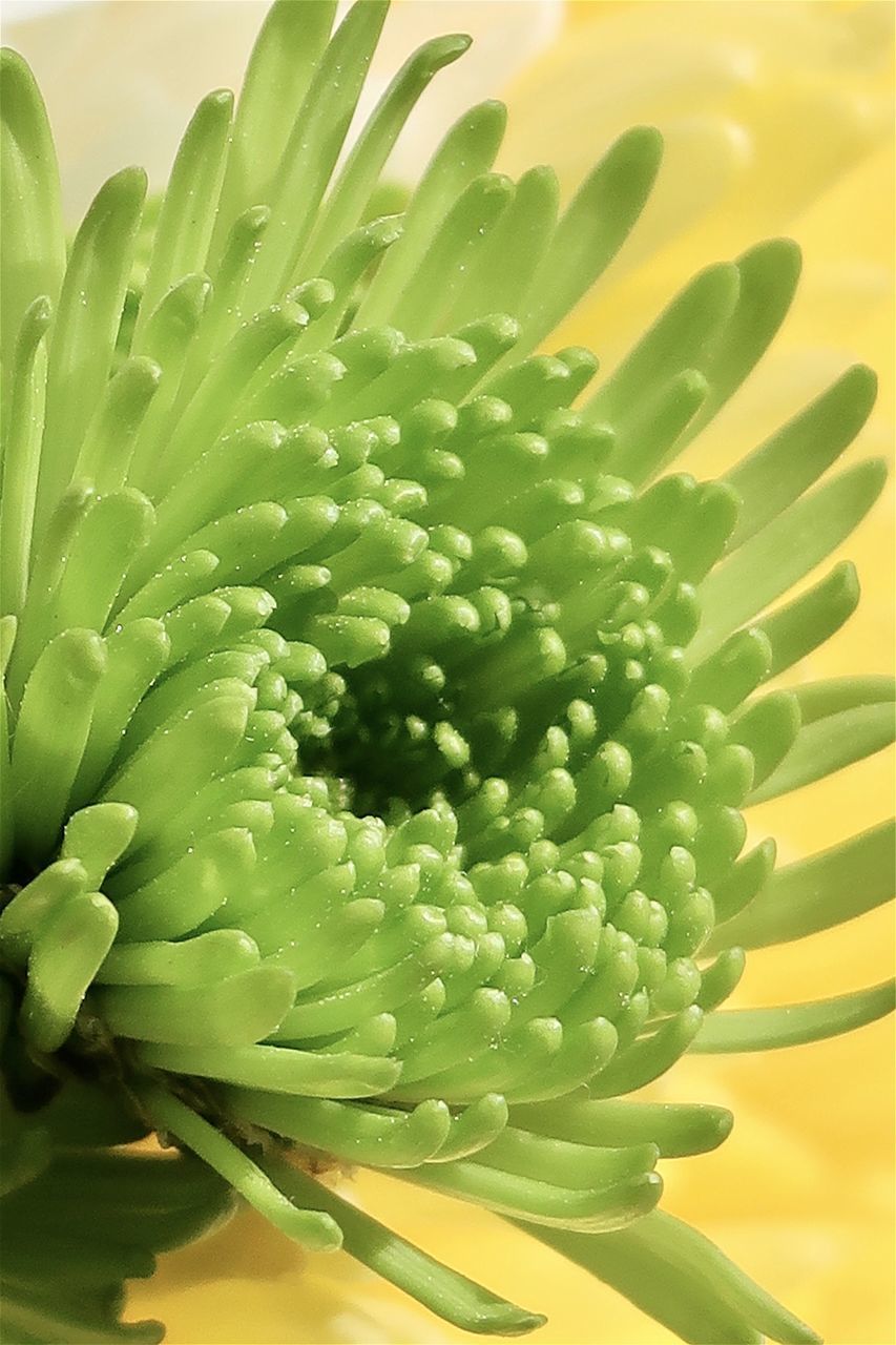 CLOSE-UP OF FLOWERING PLANTS