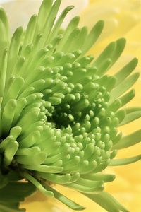 Close-up of succulent plant