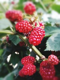 Close-up of strawberries