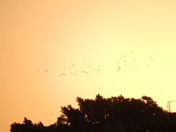 Low angle view of birds flying in sky