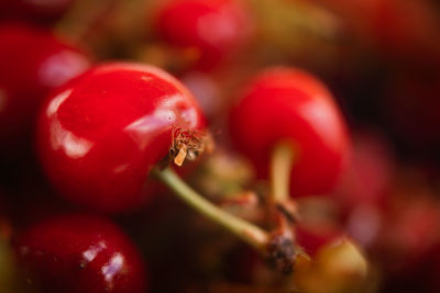 Close-up of red berries