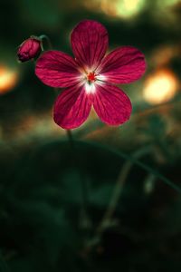 Close-up of flower blooming outdoors