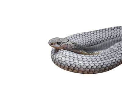 Close-up of snake against white background