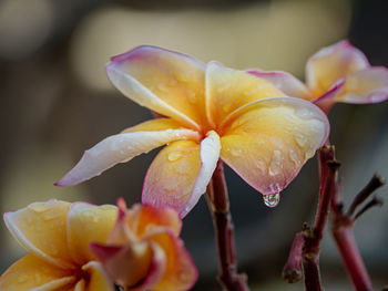 Close-up of wet yellow flower