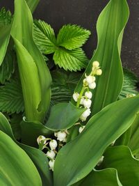 High angle view of flowering plant