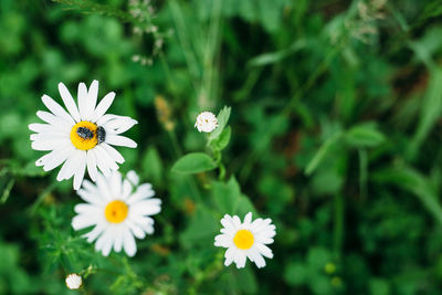 Close-up of white daisy blooming outdoors