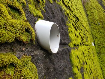 High angle view of moss growing on tree trunk