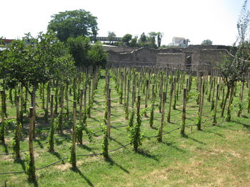 Trees on grassy field