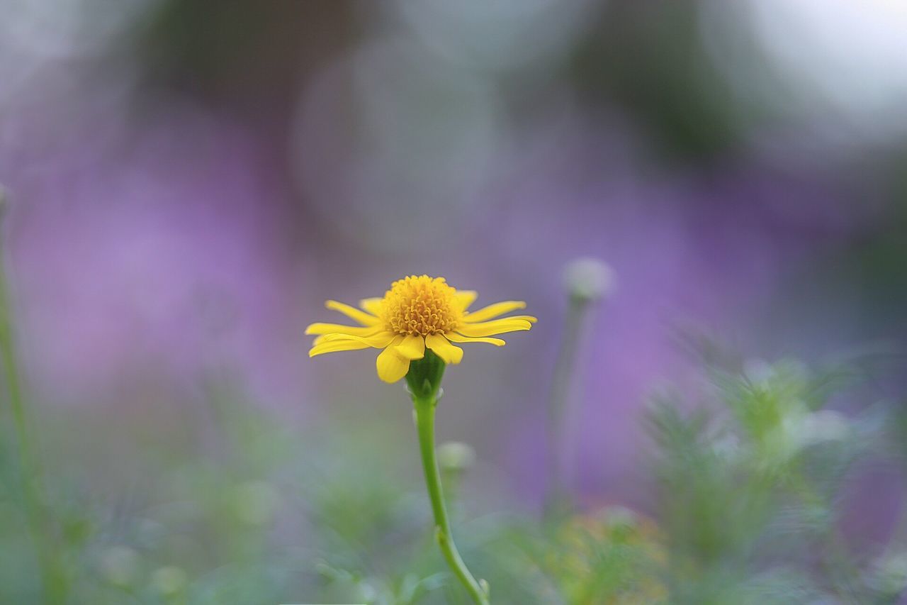 flower, freshness, fragility, yellow, petal, growth, flower head, stem, close-up, beauty in nature, plant, nature, focus on foreground, in bloom, blooming, vibrant color, blossom, springtime, day, outdoors, botany, no people, pollen, daisies, bloom