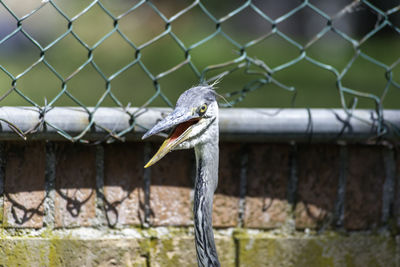 Close-up of bird on chainlink fence at zoo