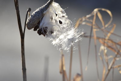 Close-up of snow on plant