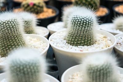 Beautiful cactus in flowerpot with sunlight for background and texture.