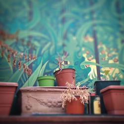 Close-up of potted plant