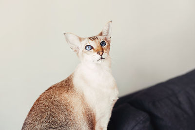 Beautiful colorpoint blue-eyed oriental breed cat sitting on couch sofa. domestic pet with blue eyes 