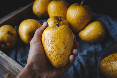 Close-up of hand holding pumpkin