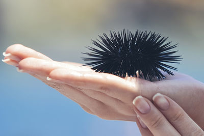 Cropped hand holding sea urchin