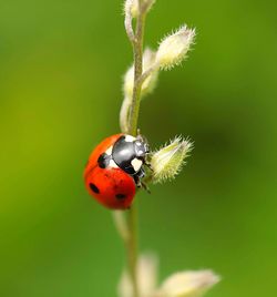 Close-up of ladybug on flower