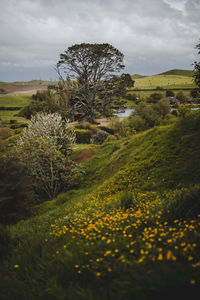 Scenic view of grassy field against sky