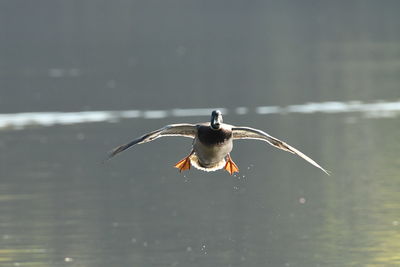 Duck coming in to land