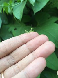 Close-up of hand holding insect on leaf