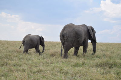 Mother elephant and baby elephant walking in maasai mara game reserve, kenya