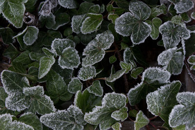 Full frame shot of green leaves