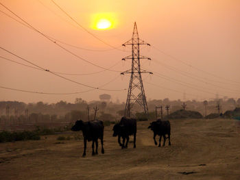 Cows walking with electricity pylon in background