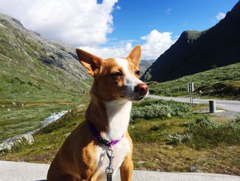 Close-up of dog on mountain against sky