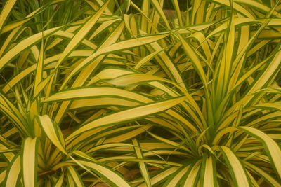 Leaf on plants