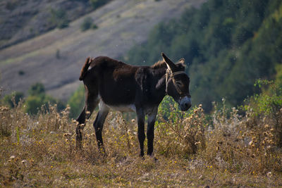 Horse standing on field