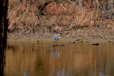 Flock of birds in water