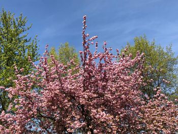 Low angle view of pink flowering tree against sky