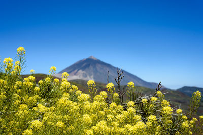 Plants growing on land against clear blue sky