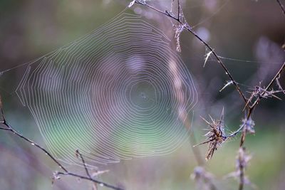 Close-up of spider on web