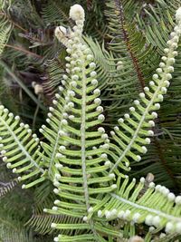 Close-up of succulent plant