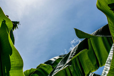 Low angle view of banana tree against sky